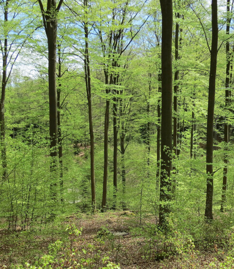 Nordwestdeutsche Forstliche Versuchsanstalt